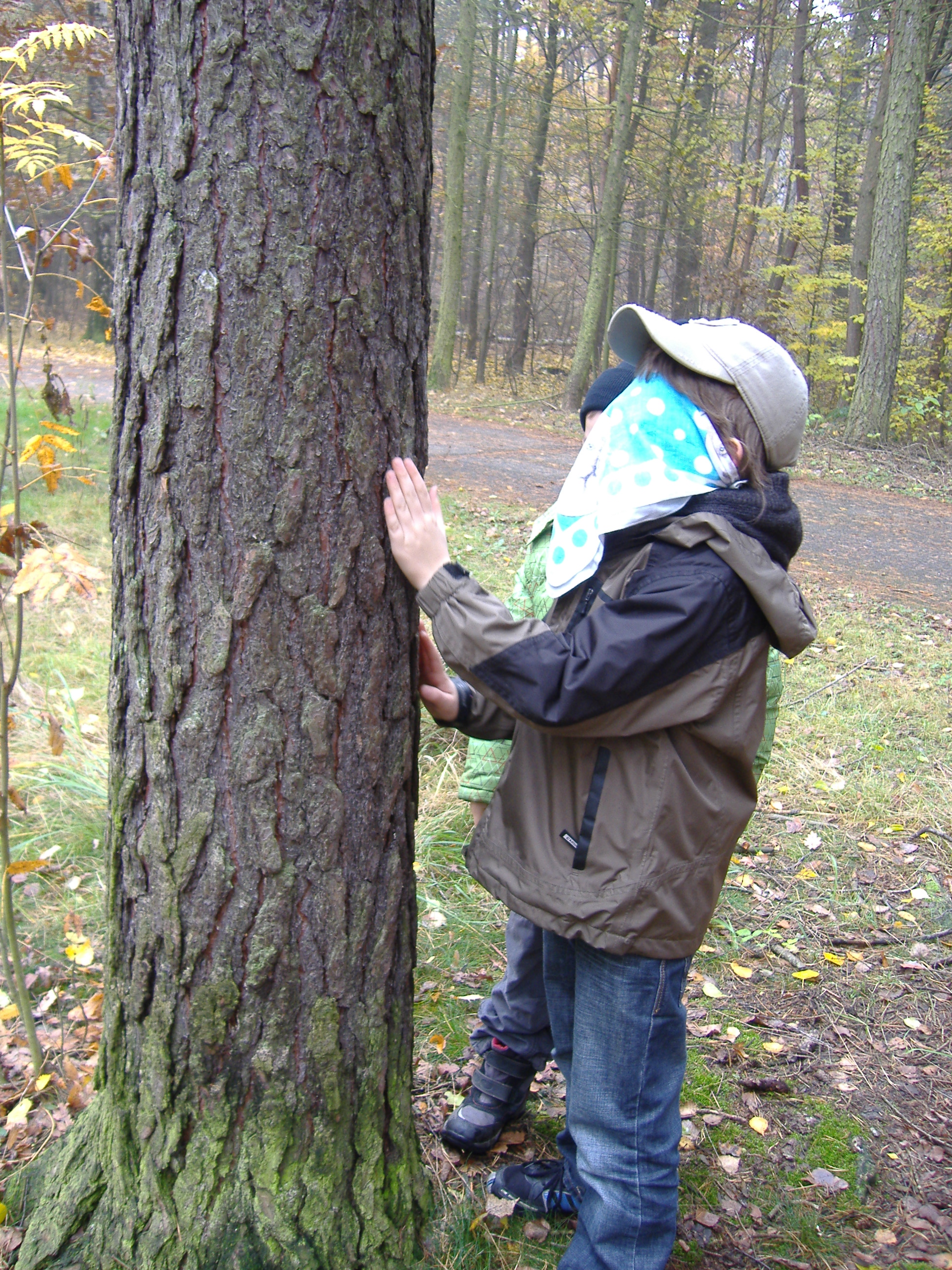 Poznám svůj strom?